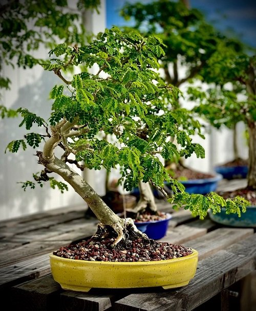 Best Brazilian Rain Tree Bonsai Pictures 29