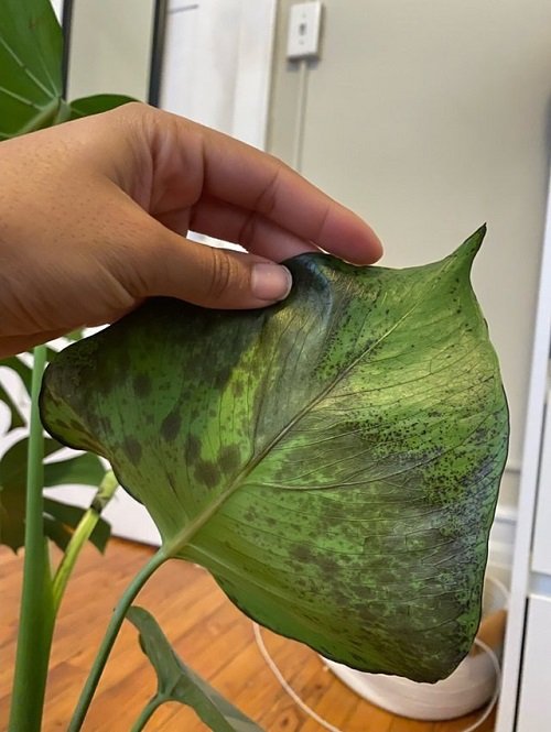 brown spots on Monstera Plant 10