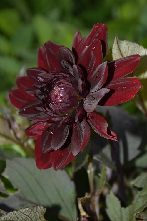  top best Black Dahlia Flower Varieties 