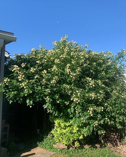 Buttonbush tree in yard