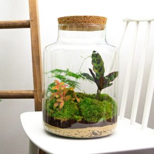 45 Best Small Terrarium Plants | Mini Plants For Closed Terrariums