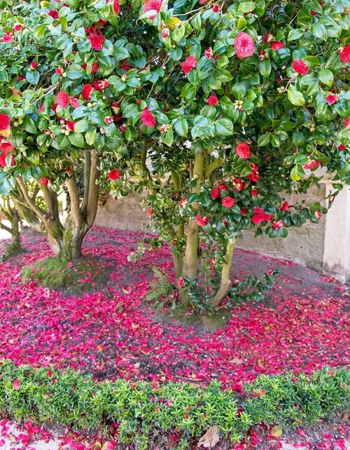 camelia plants for your garden