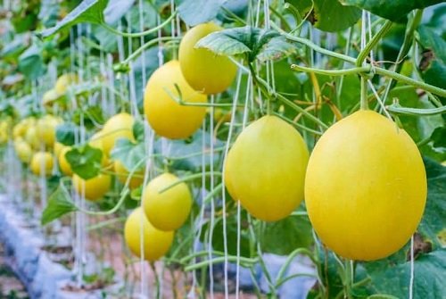 Best Yellow Fruits 18