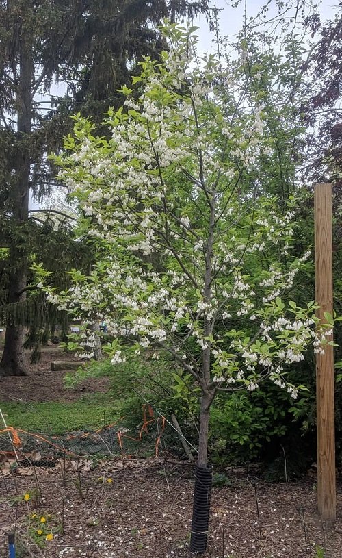 flowering Carolina Silverbell tree