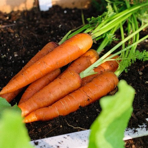 Sage Companion carrots