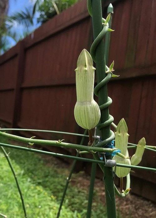 Plants with Penis-Resemblance