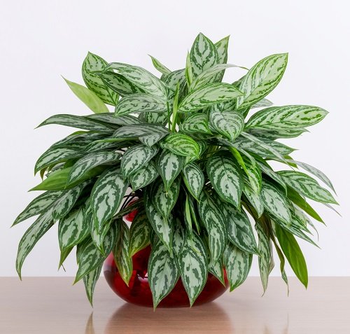 Most Resilient Houseplants 7