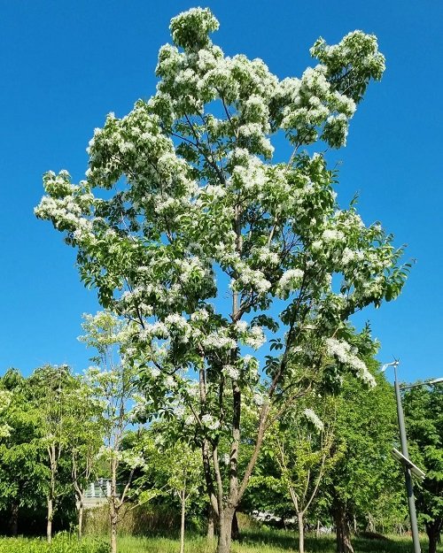 Chinese Fringe Tree with white flower