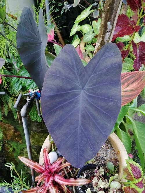 Plants that Look like Elephant Ears But are Not 1
