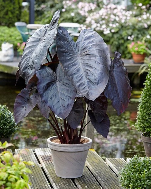 Plants that Look like Elephant Ears But are Not 12