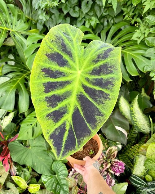Plants Having an Appearance of Elephant Ears But Are Not 9