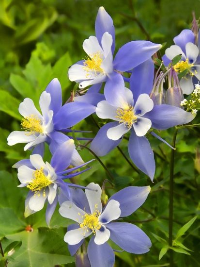 17 Best Blue and White Flowers | Balcony Garden Web