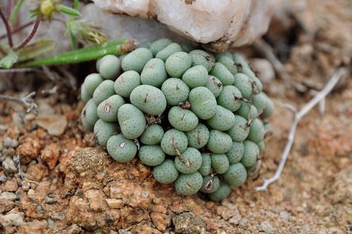 Plants that Look like Rocks and Stones 4