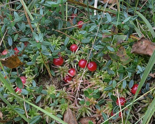 cranberry Weed That Resemble Tomato Plants