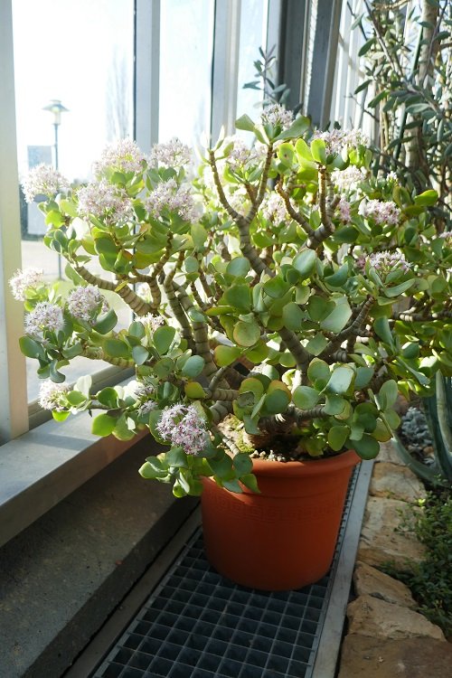 Ripple Jade plant with flower