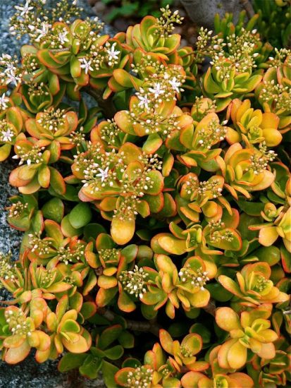 11 Different Types of Jade Plants that Flower