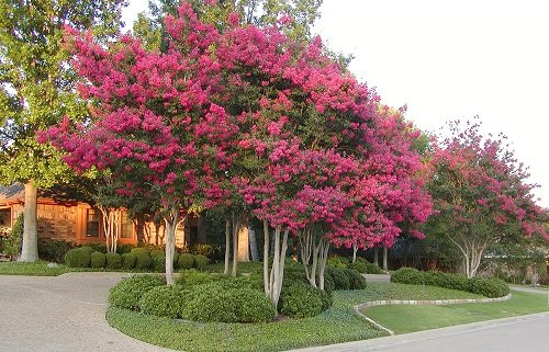 Landscaping Ideas with Crepe Myrtles 23