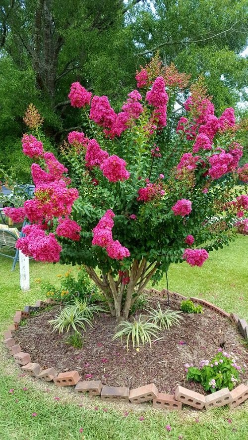 Landscaping Ideas with Crepe Myrtles 27