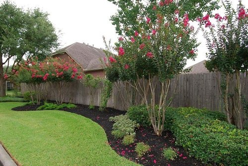 Landscaping Ideas with Crepe Myrtles 30