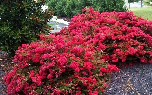 Landscaping Ideas with Crepe Myrtles 1