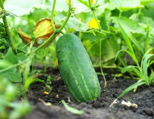 cucumber Plants to Avoid Planting with Sage