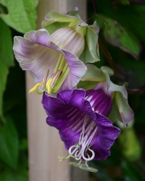 25 Flowers that Look like Morning Glories | Flowers Similar to Morning Glory 12