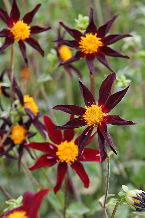 beautiful Black Dahlia Flower Varieties 