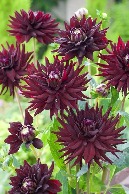 Black Dahlia Flower Varieties  in india
