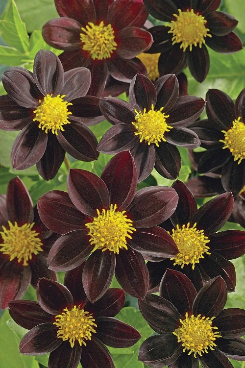 Black Dahlia Flower Varieties  how to grow 