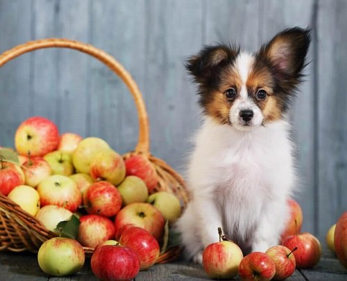 apple Fruits Dogs Can Eat