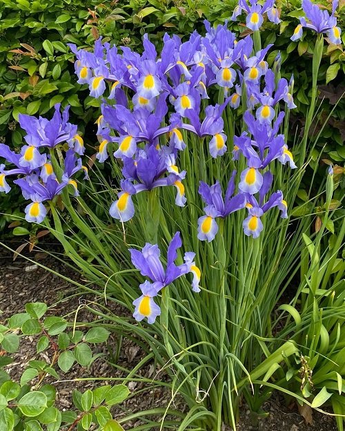 Best Blue and Yellow Flowers 3