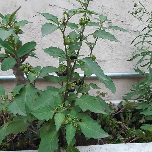 Nightshade Plants with black fruit 3
