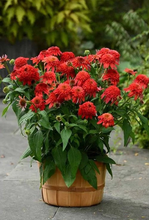 Red Outdoor Plants 4