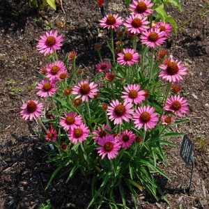 42 Types of Coneflower Varieties | Types of Echinacea