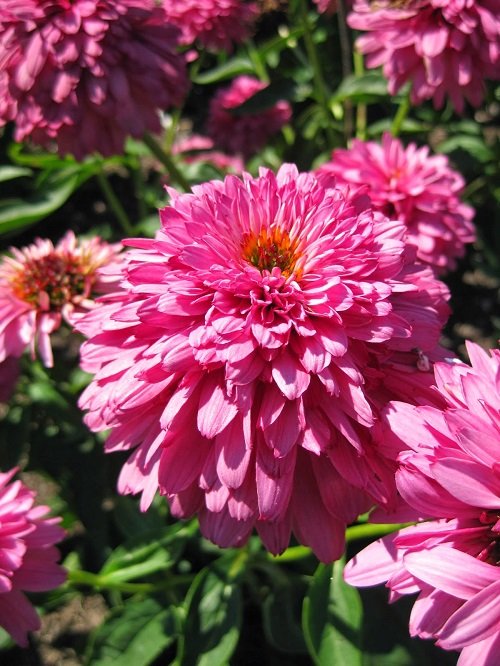 lovely coneflower types for your yard 3