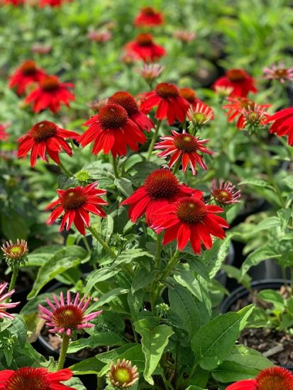 42 Types of Coneflower Varieties | Types of Echinacea