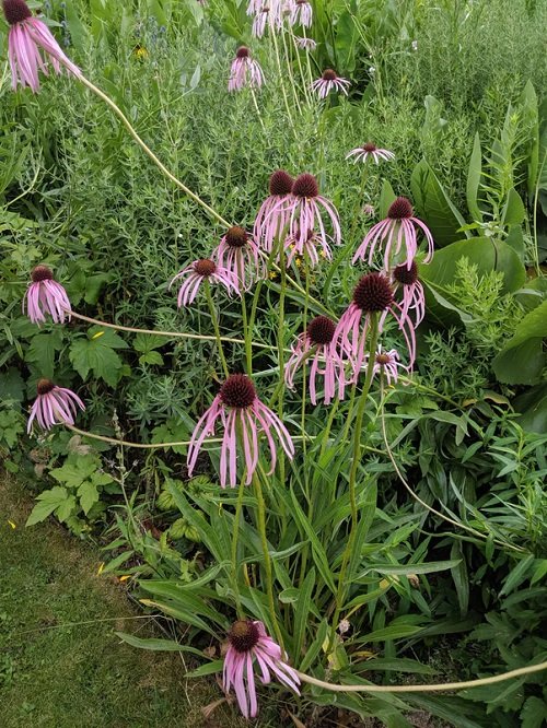 beautiful coneflower various types for your outdoor space 4