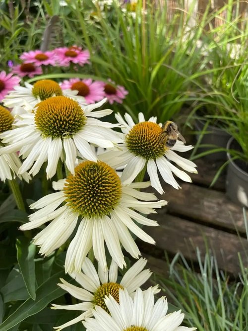 beautiful coneflower various types for your outdoor space