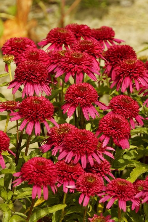 beautiful coneflower types for your yard 1