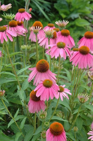 42 Types of Coneflower Varieties | Types of Echinacea