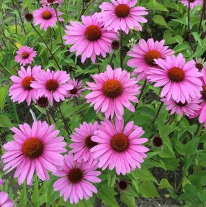 42 Types of Coneflower Varieties | Types of Echinacea