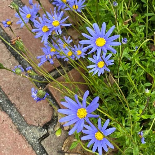 Best Blue and Yellow Flowers 6