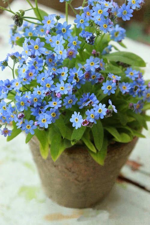 Blue with  White Flowers 7