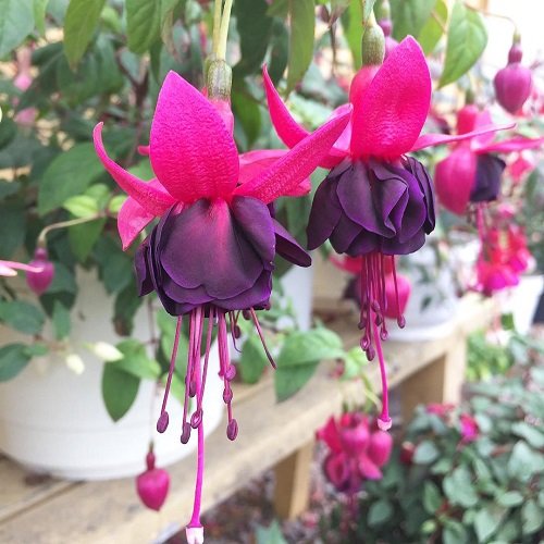 Fuchsia Varieties for Hanging Baskets 14