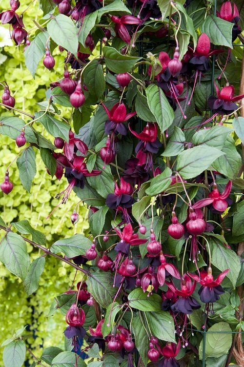 Fuchsia Varieties for Hanging Baskets 12