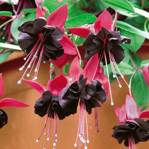 Fuchsia Varieties for Hanging Baskets 10