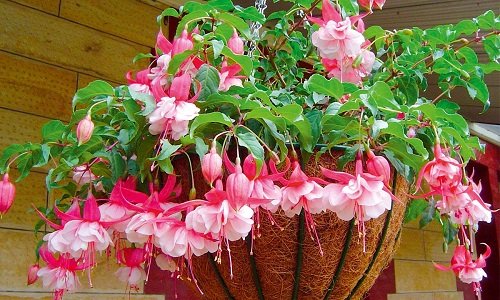 Fuchsia Varieties for Hanging Baskets 6