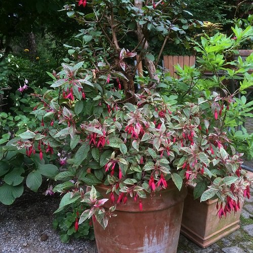 Best Fuchsia Varieties 9