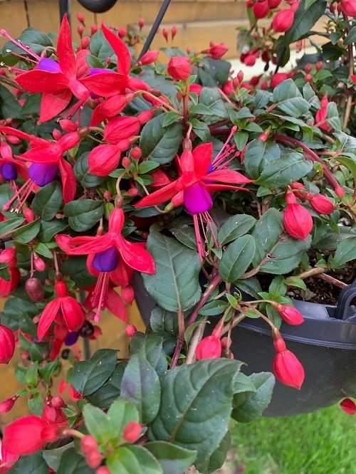 Fuchsia Varieties for Hanging Baskets 16