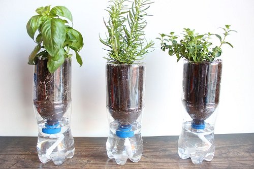 Clever Ways to Use Soda Bottles in the Garden 